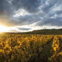 Olivier Leflaive Winery